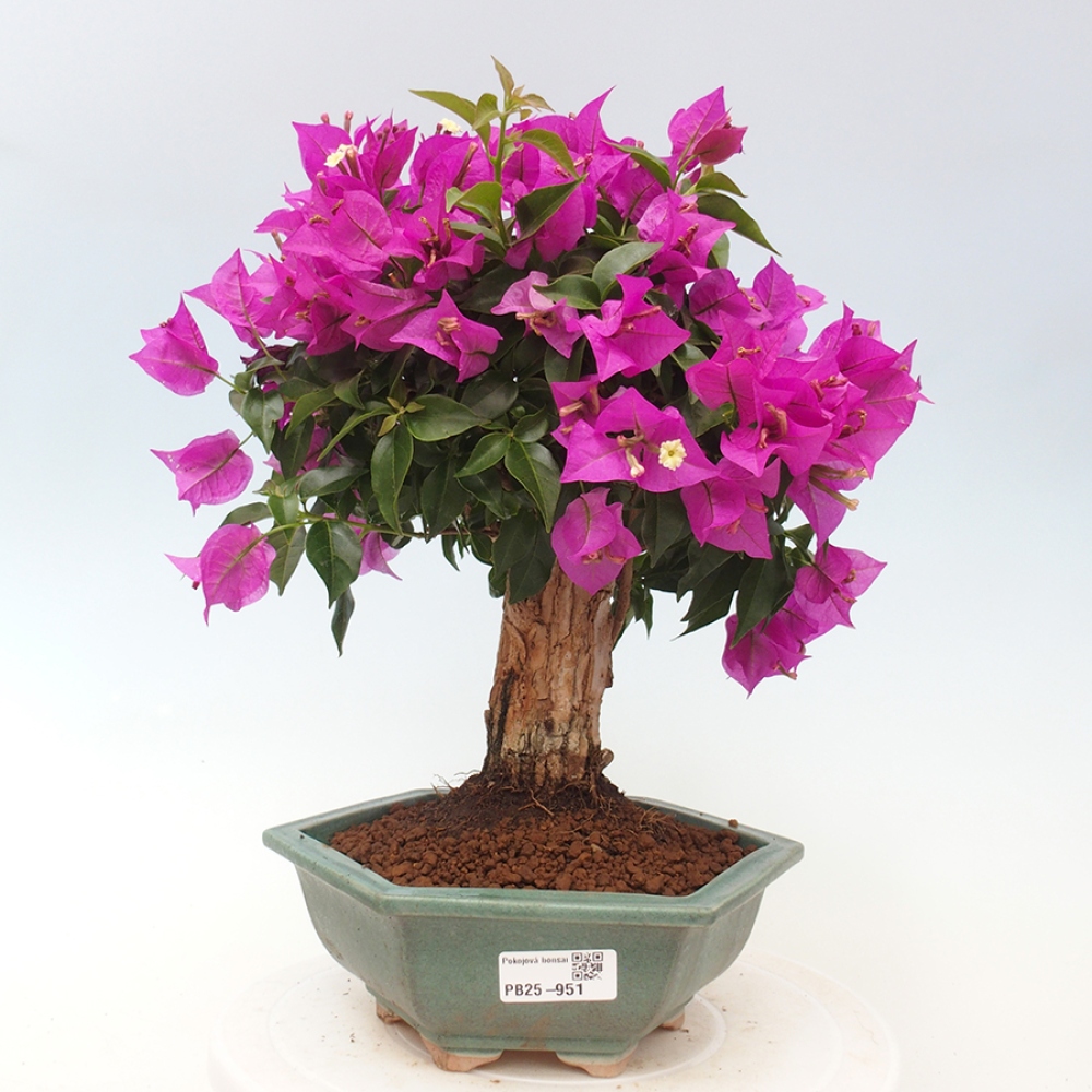 Pokojová bonsai - Bouganwilea