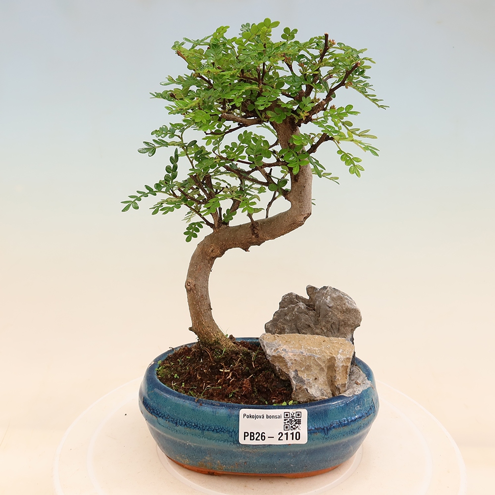 Pokojová bonsai - Zantoxylum piperitum - Pepřovník