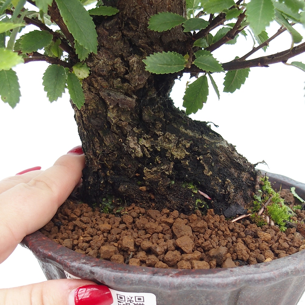Venkovní bonsai - Zelkova - Zelkova serrata