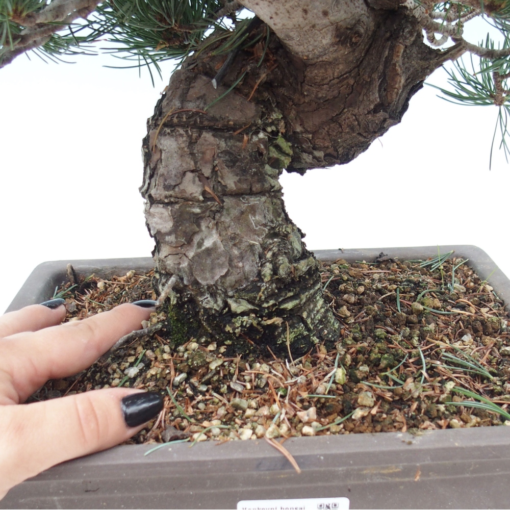 Venkovní bonsai - Pinus parviflora - Borovice drobnokvětá