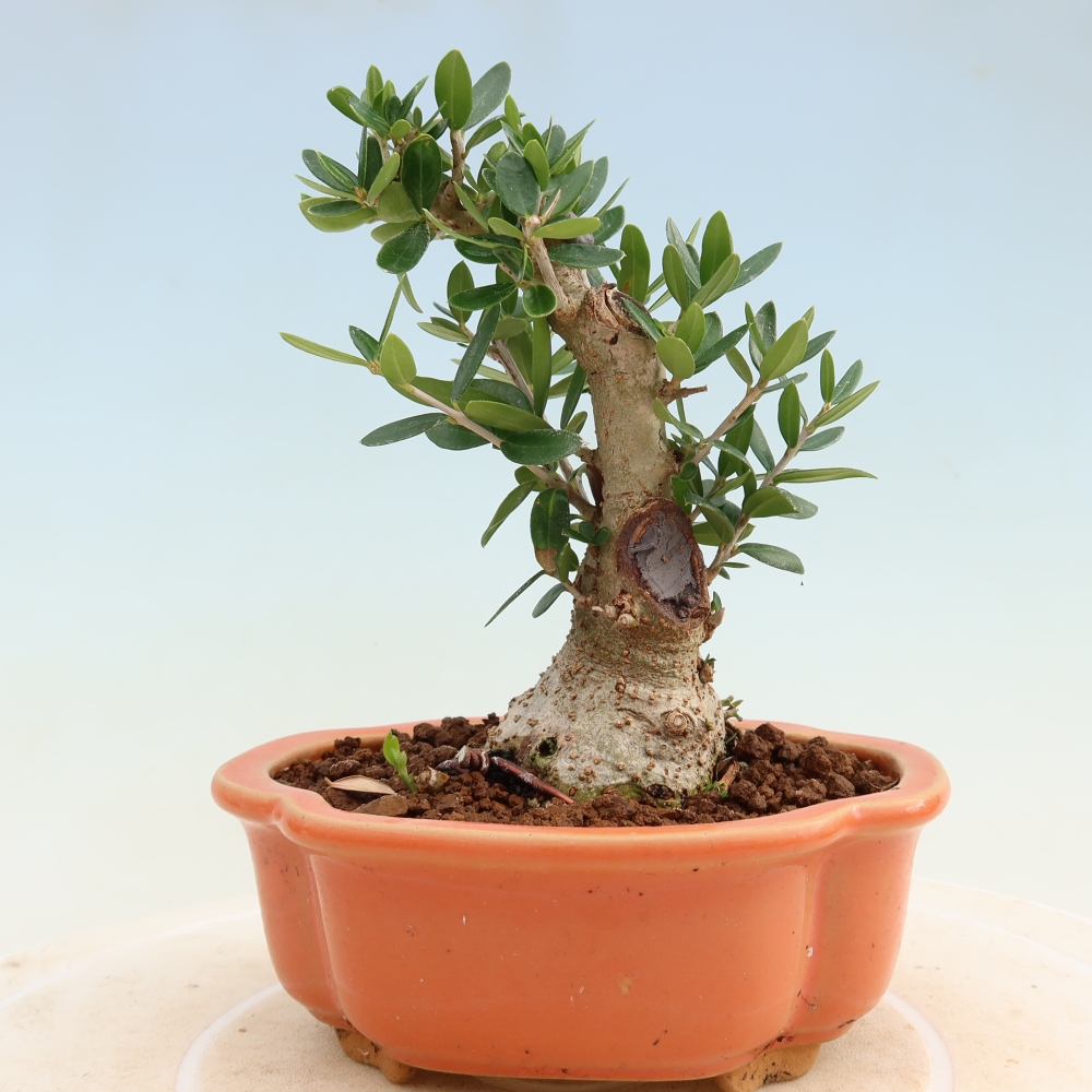 Pokojová bonsai - Olea europaea sylvestris -Oliva evropská drobnolistá