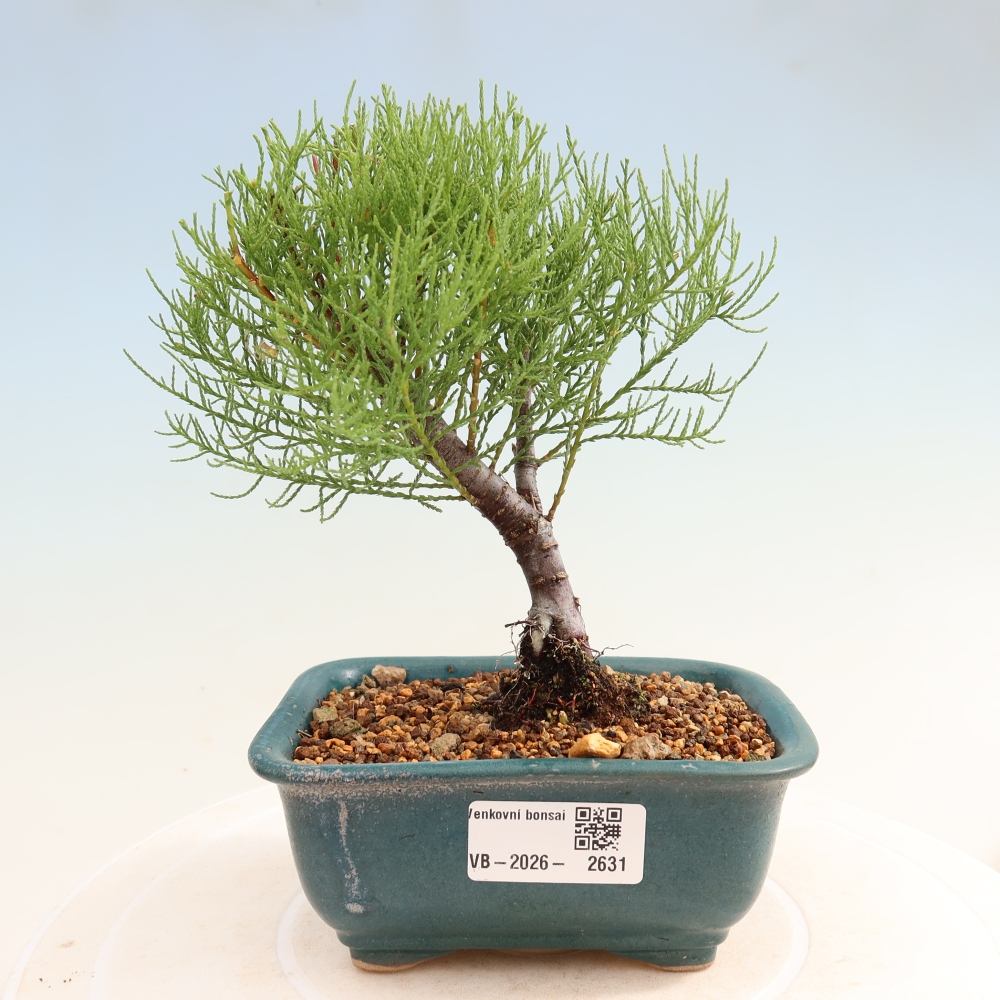 Venkovní bonsai - Tamaryšek - Tamarix