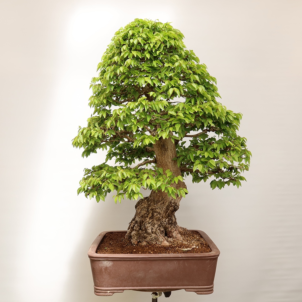 Venkovní bonsai -Carpinus Coreana - Habr korejský