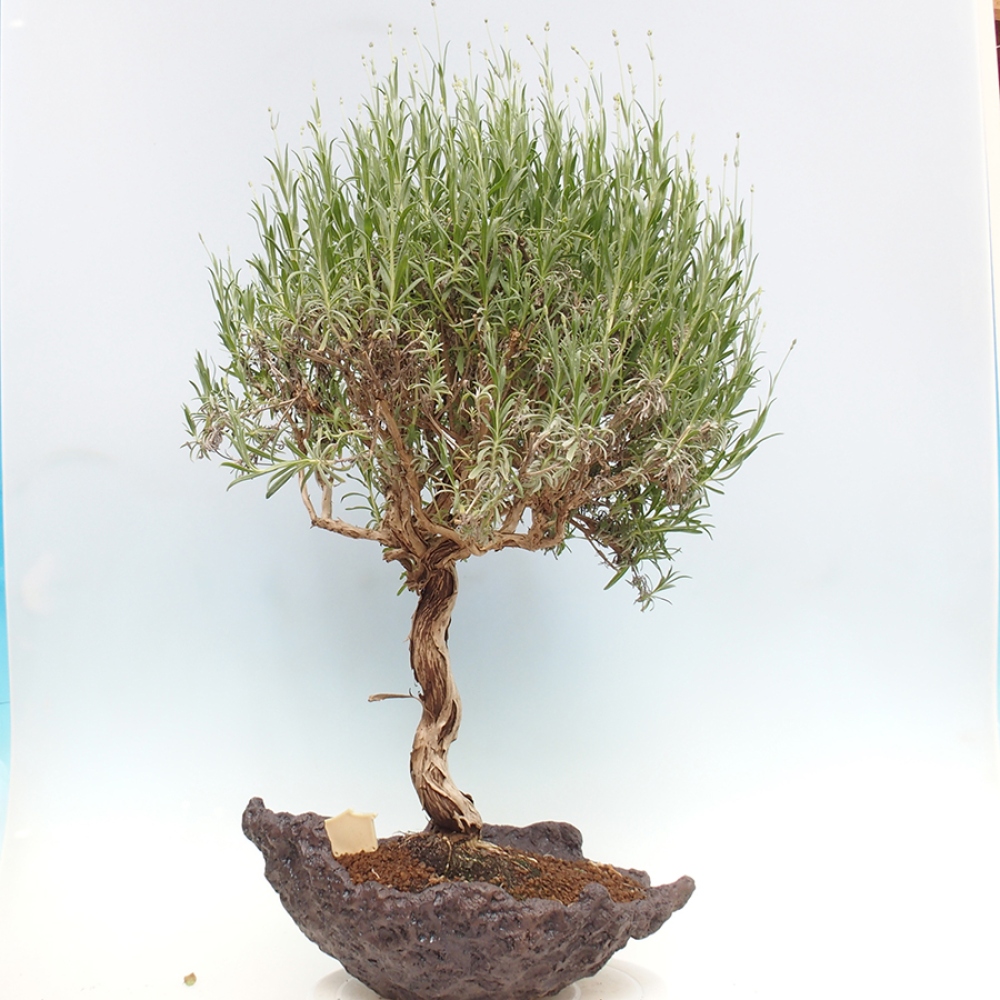 Venkovní bonsai - Lavandula - Levandule