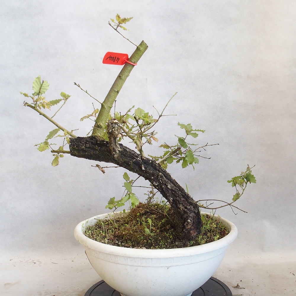 Venkovní bonsai Quercus Cerris - Dub Cer