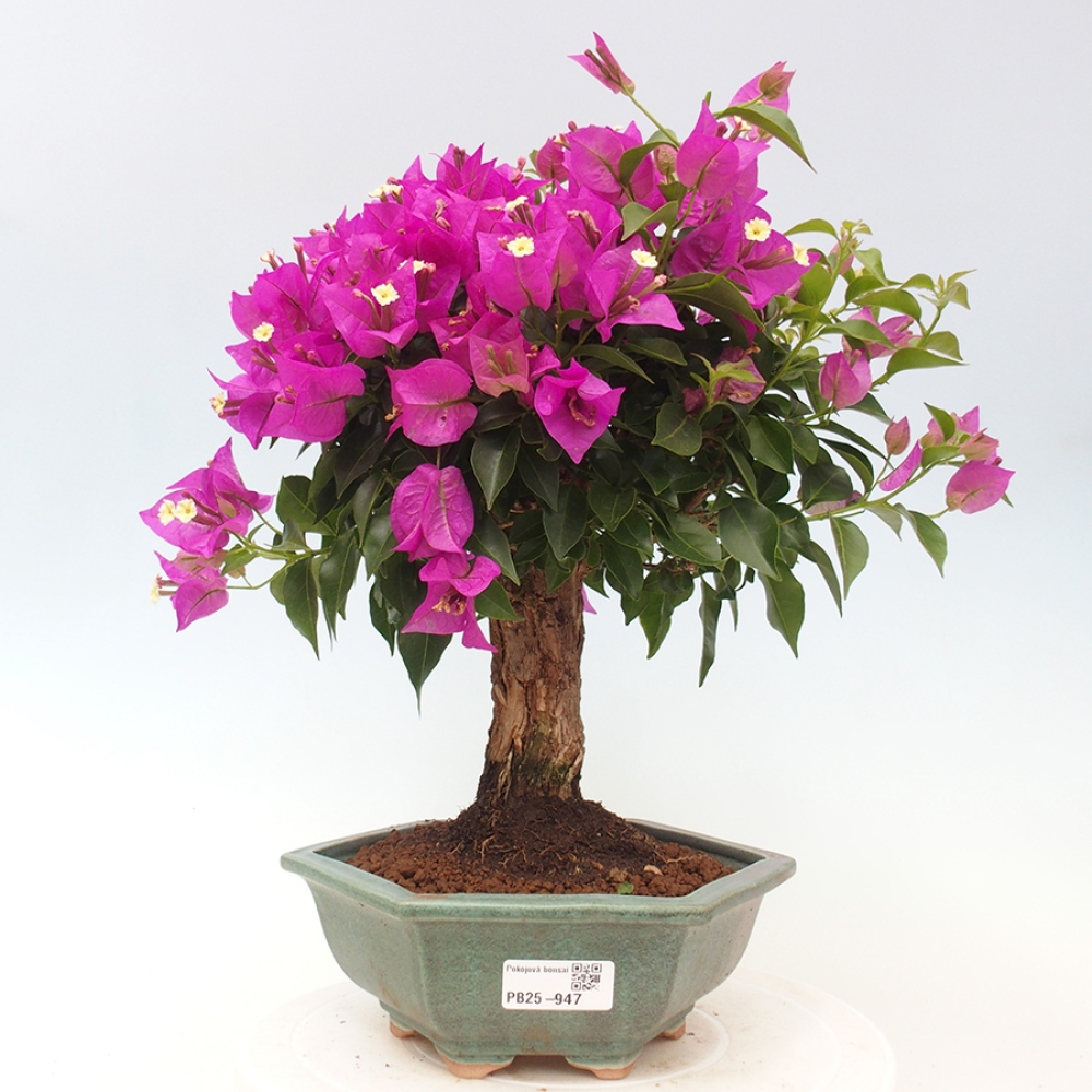 Pokojová bonsai - Bouganwilea