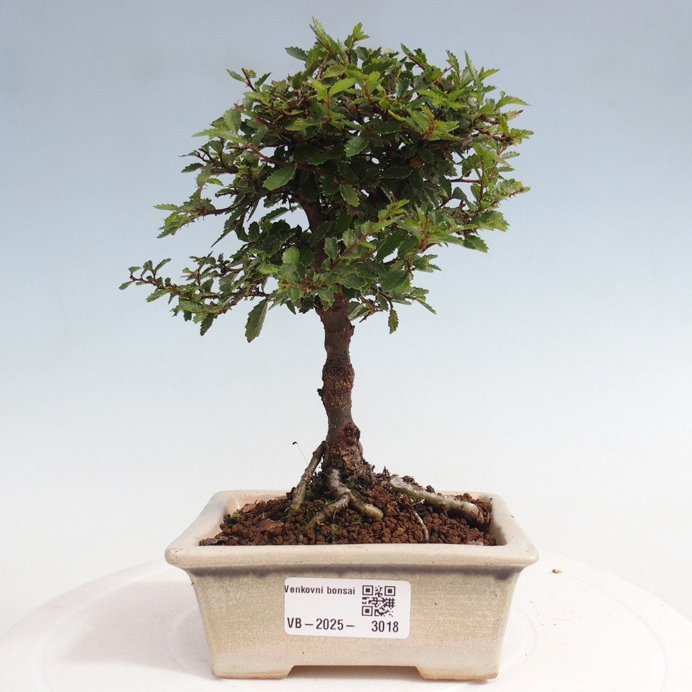 Venkovní bonsai - Ulmus parvifolia Sagei - Malolistý jilm