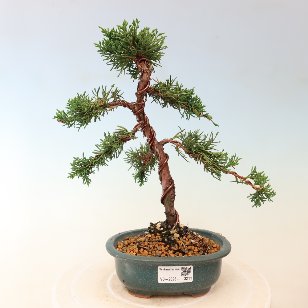 Venkovní bonsai - Juniperus chinensis Kishu -Jalovec čínský