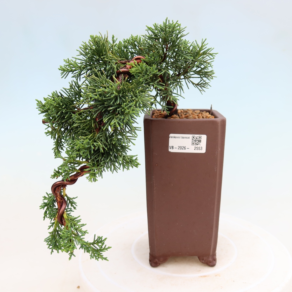 Venkovní bonsai - Juniperus chinensis Kishu -Jalovec čínský