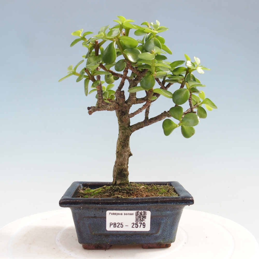 Pokojová bonsai - Portulakaria Afra - Tlustice