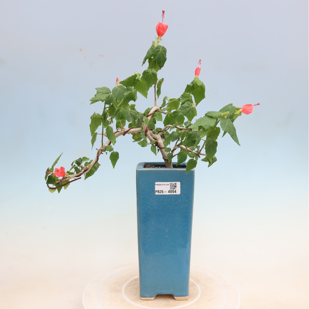 Pokojová bonsai - Malvaviscus arboreus - ibiškovec dřevnatý