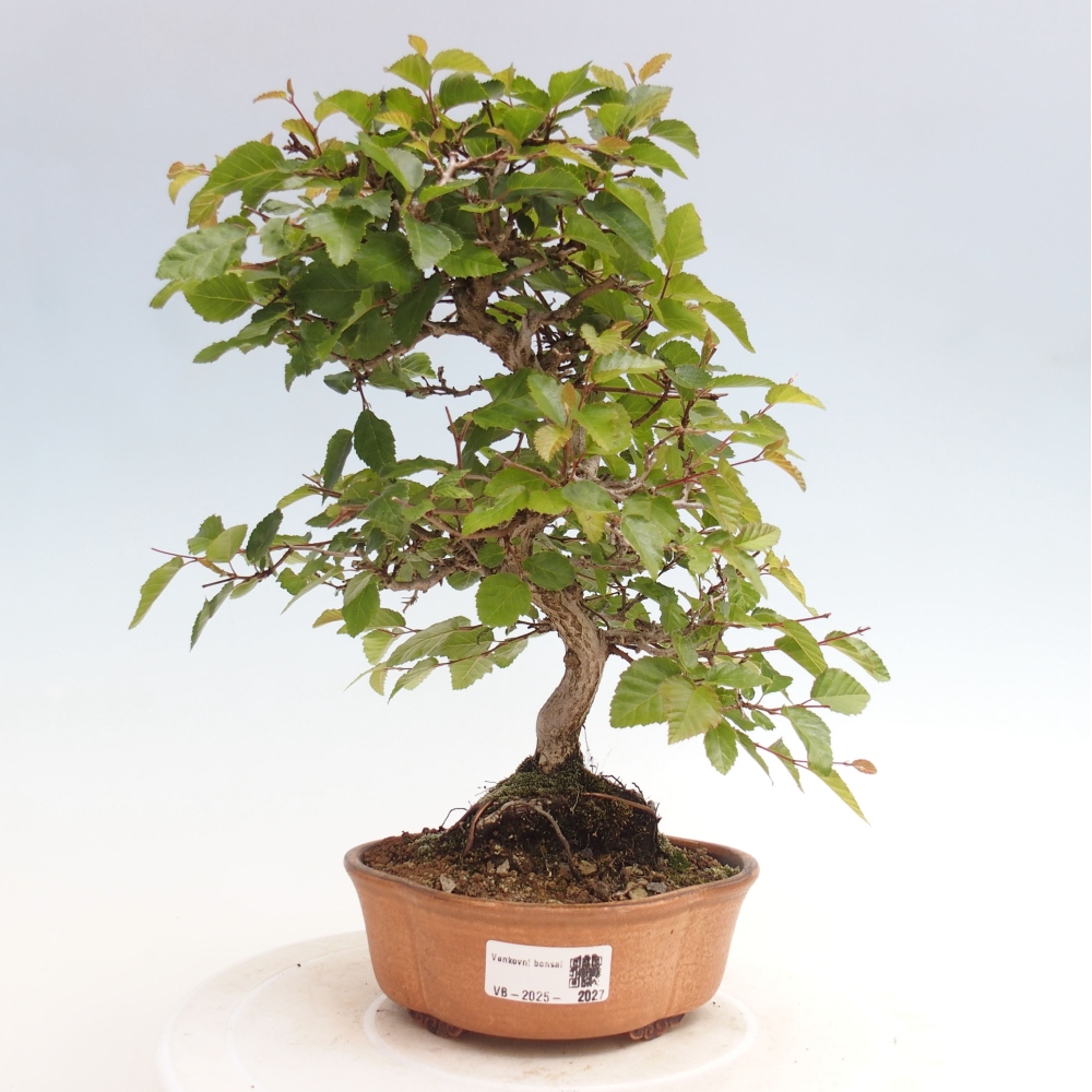 Venkovní bonsai -Carpinus CARPINOIDES - Habr korejský
