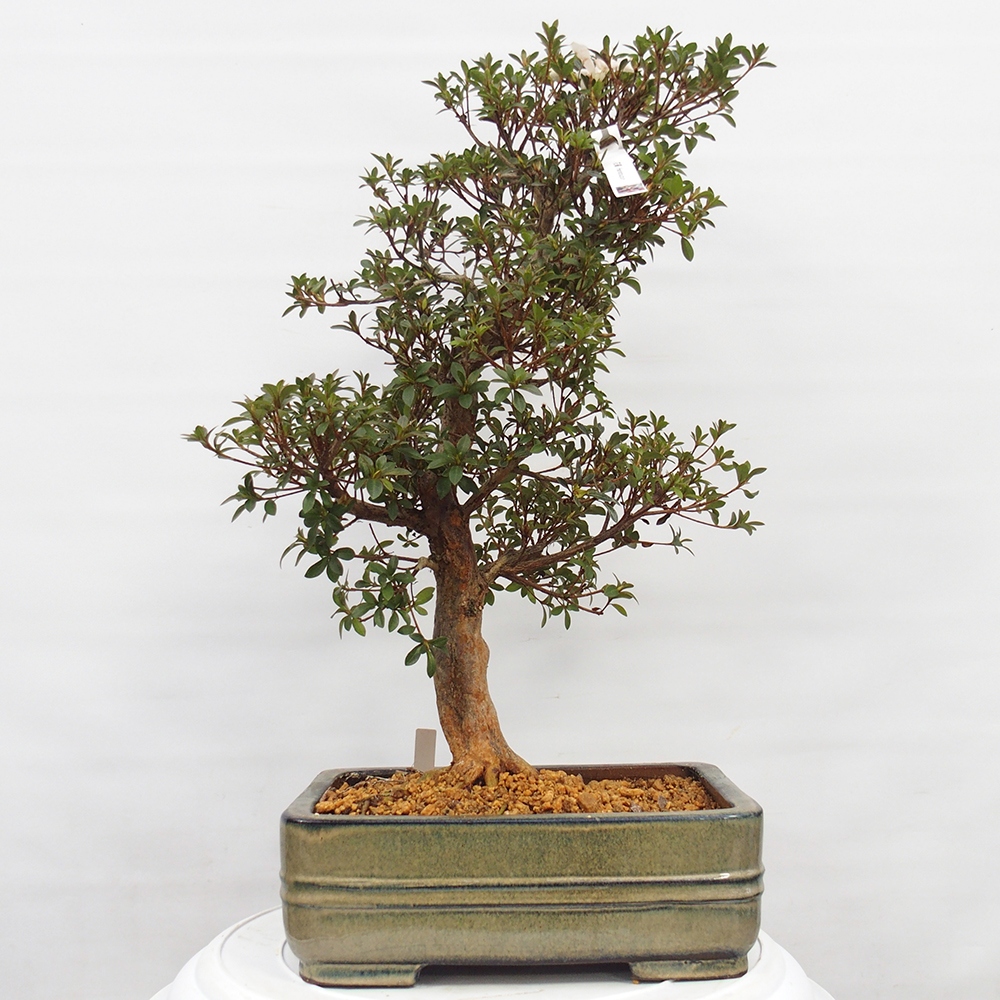 Venkovní bonsai - Japonská azalka - Azalea Hanatsuzuri