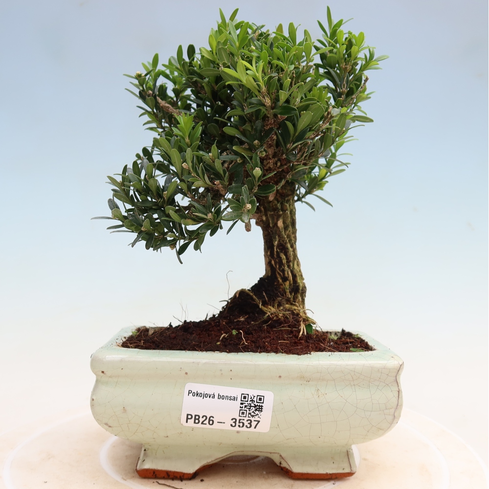 Pokojová bonsai - Buxus harlandii -korkový buxus