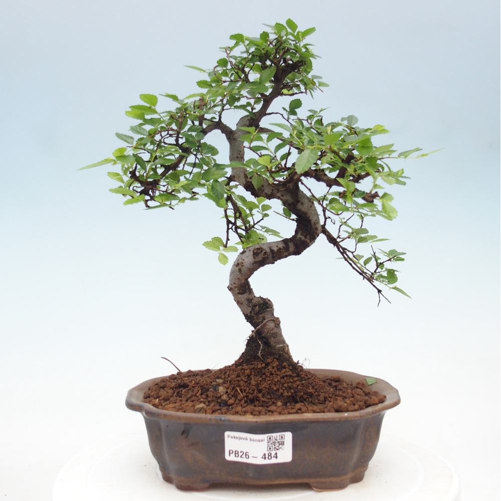 Pokojová bonsai - Ulmus parvifolia - Malolistý jilm