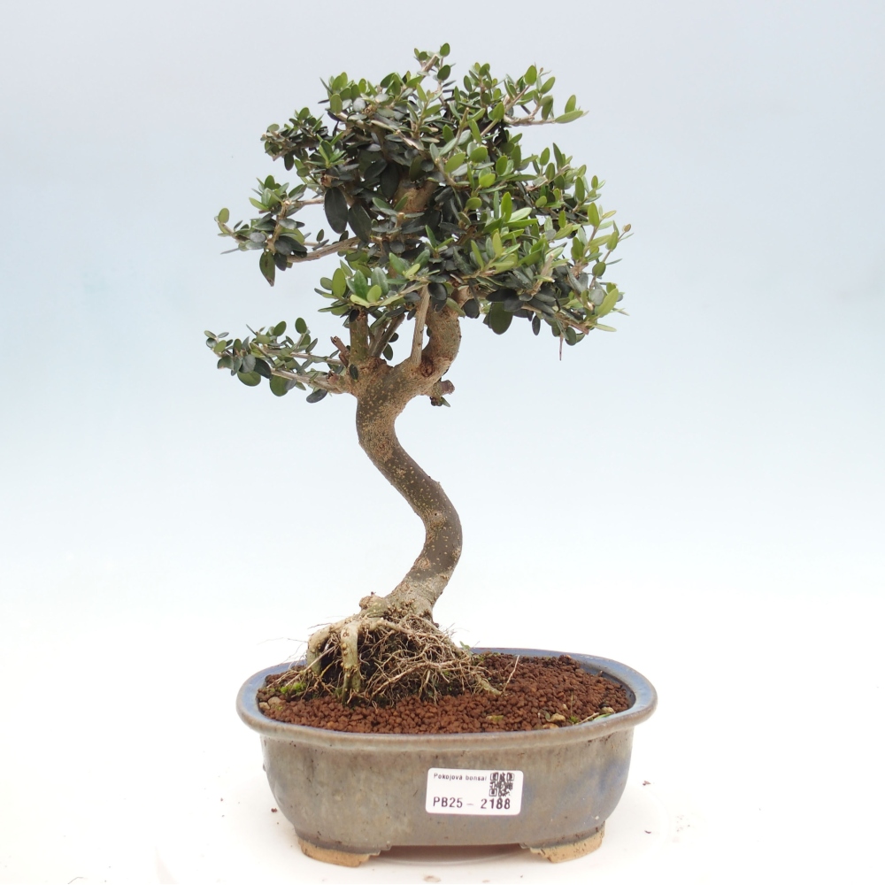 Pokojová bonsai - Olea europaea sylvestris -Oliva evropská drobnolistá