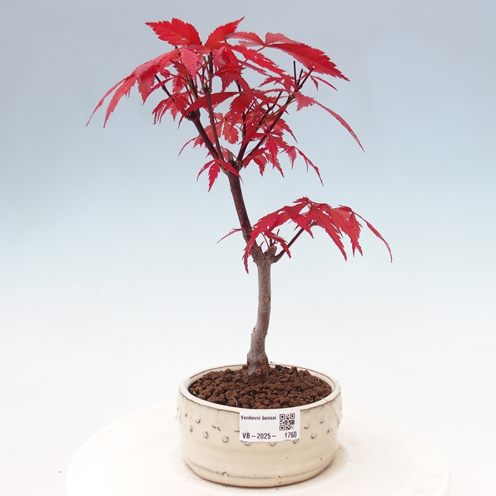 Venkovní bonsai - Acer palm. Atropurpureum-Javor dlanitolistý