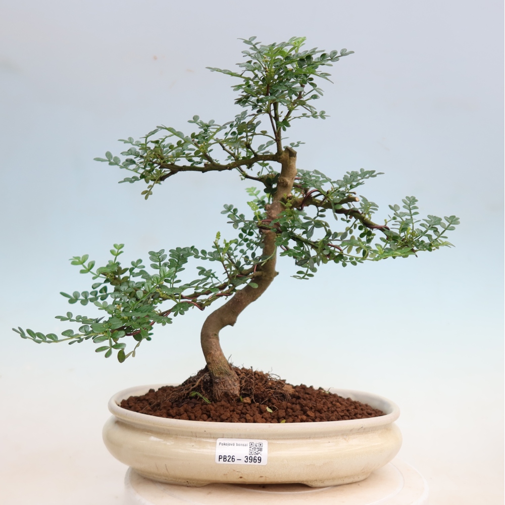 Pokojová bonsai - Zantoxylum piperitum - Pepřovník