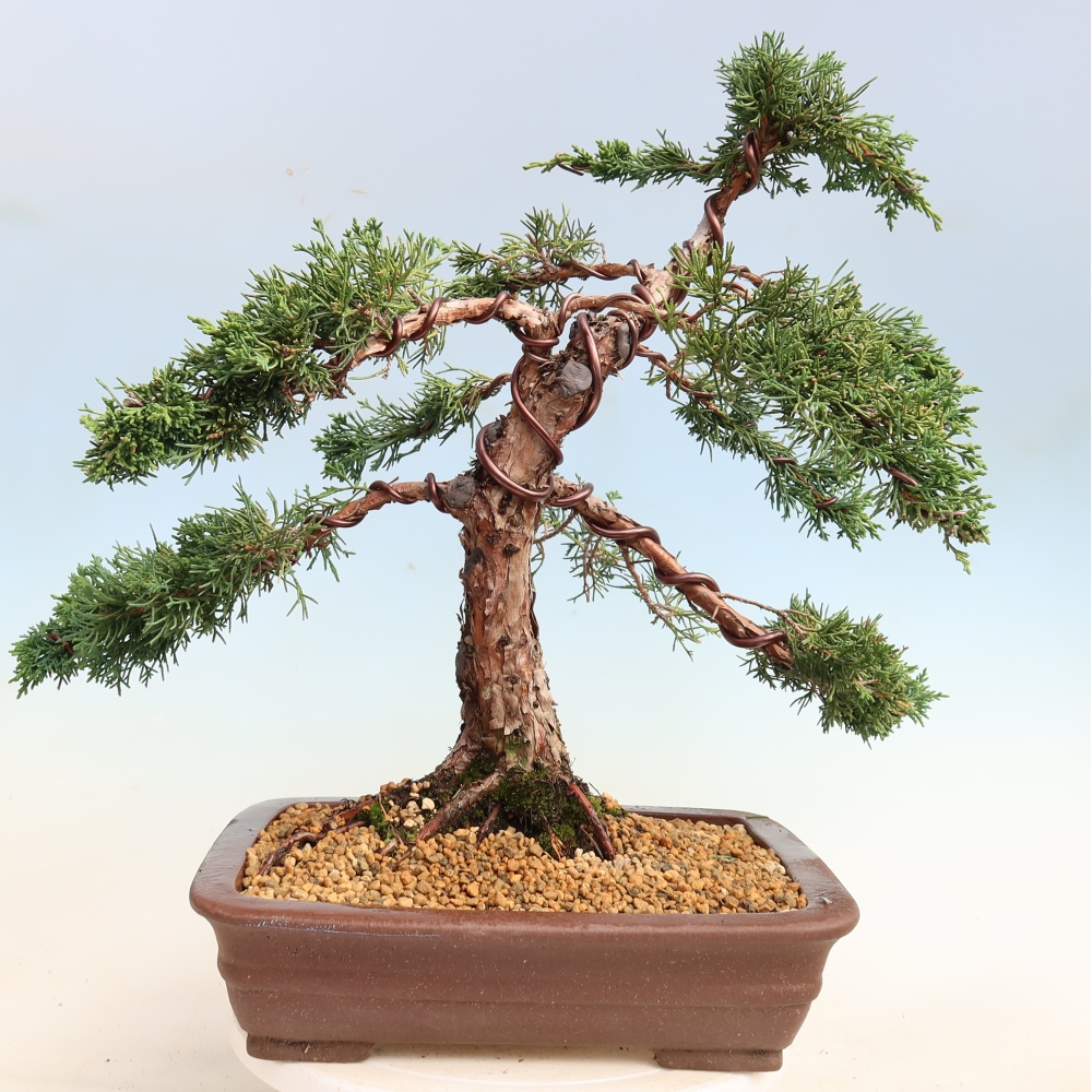 Venkovní bonsai - Juniperus chinensis Kishu -Jalovec čínský