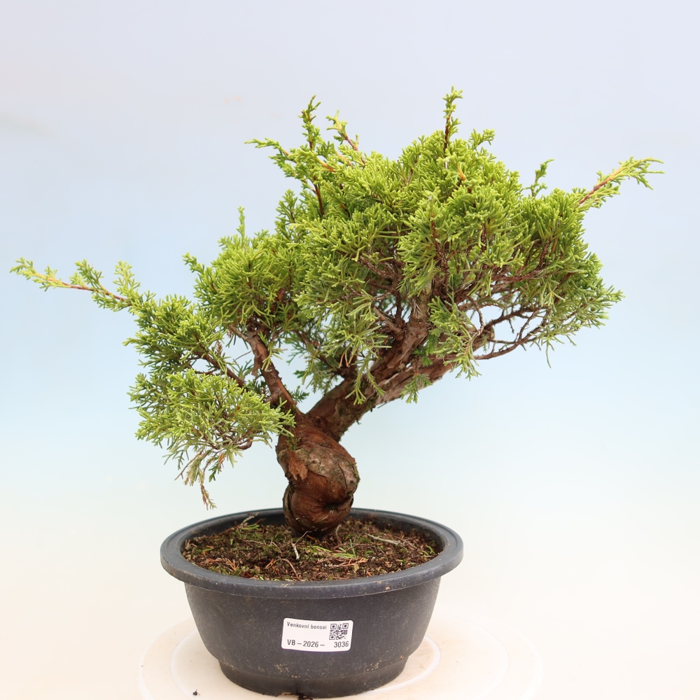 Venkovní bonsai - Juniperus chinensis Itoigawa-Jalovec čínský