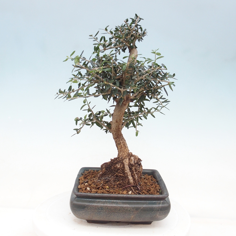 Pokojová bonsai - Olea europaea sylvestris -Oliva evropská drobnolistá