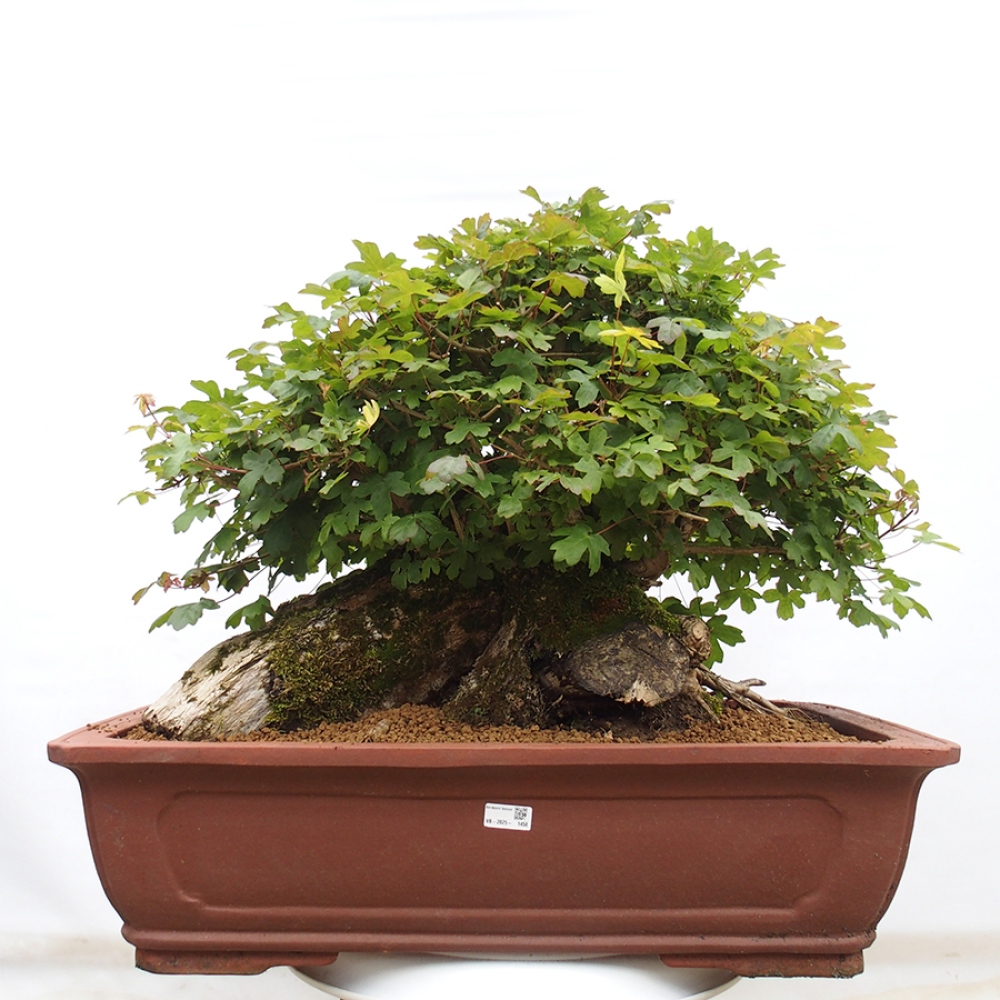 Venkovní bonsai - Javor Francouzský - Acer Nonspessulanum