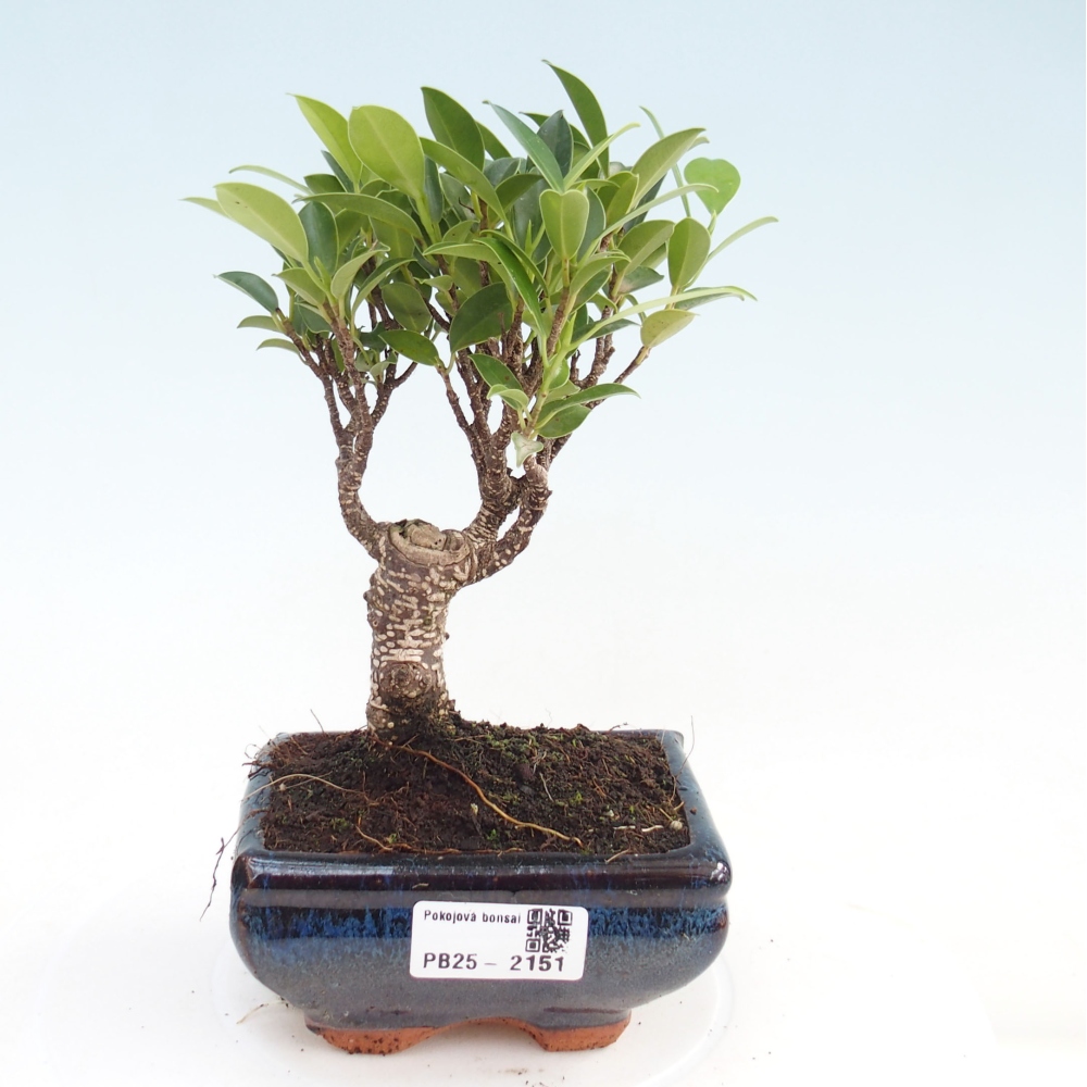 Pokojová bonsai Ficus retusa kimmen