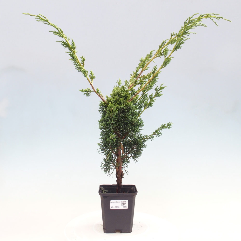 Venkovní bonsai - Juniperus chinensis Kishu -Jalovec čínský