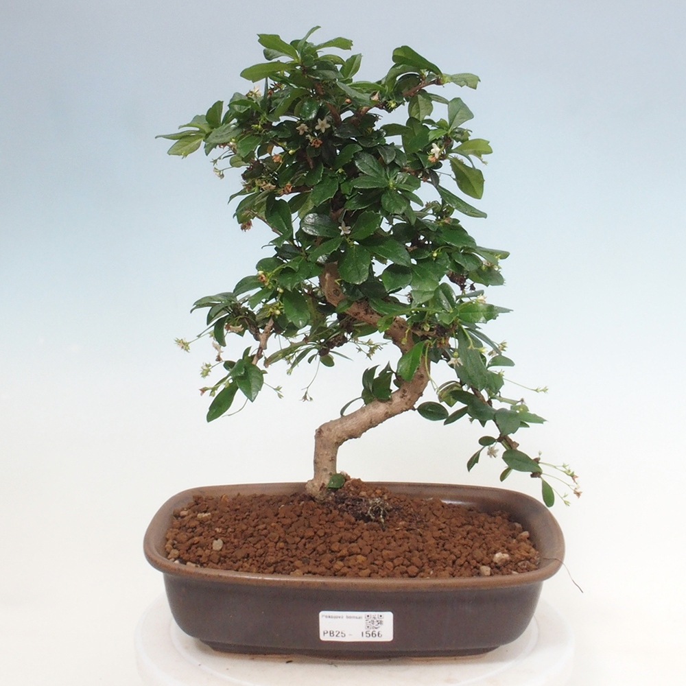Pokojová bonsai - Carmona macrophylla - Čaj fuki