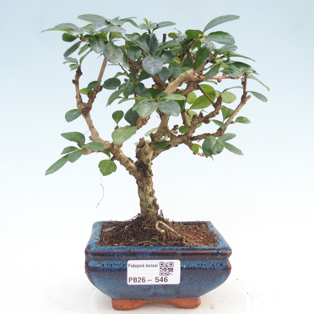 Pokojová bonsai - Carmona macrophylla - Čaj fuki