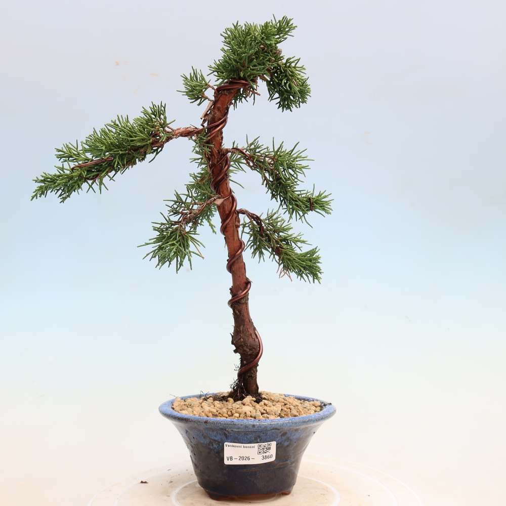 Venkovní bonsai - Juniperus chinensis Kishu -Jalovec čínský