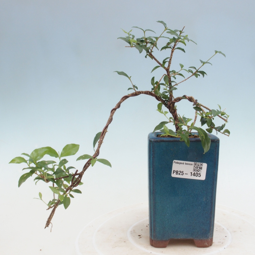 Pokojová bonsai - Malpighia coccigera- Barbdorská třešeň