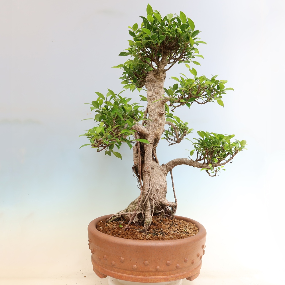 Pokojová bonsai - Ficus kimmen -  malolistý fíkus