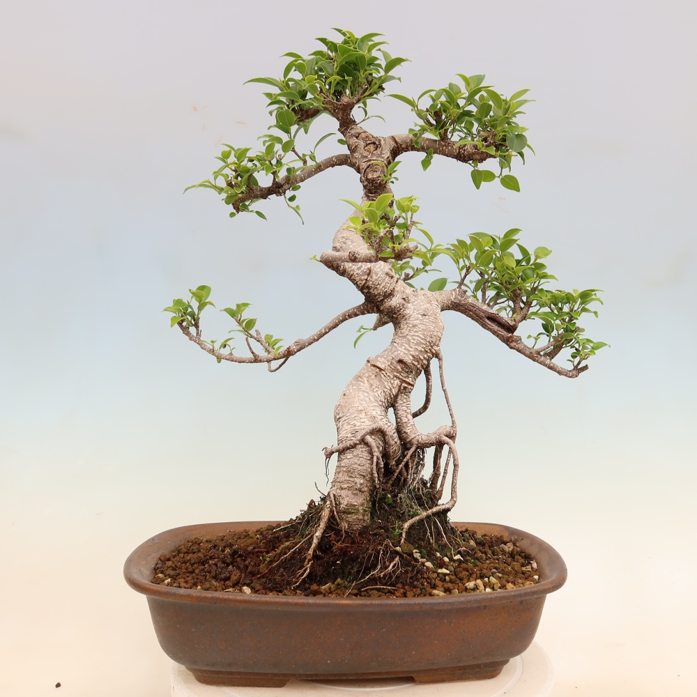 Pokojová bonsai - Ficus kimmen -  malolistý fíkus