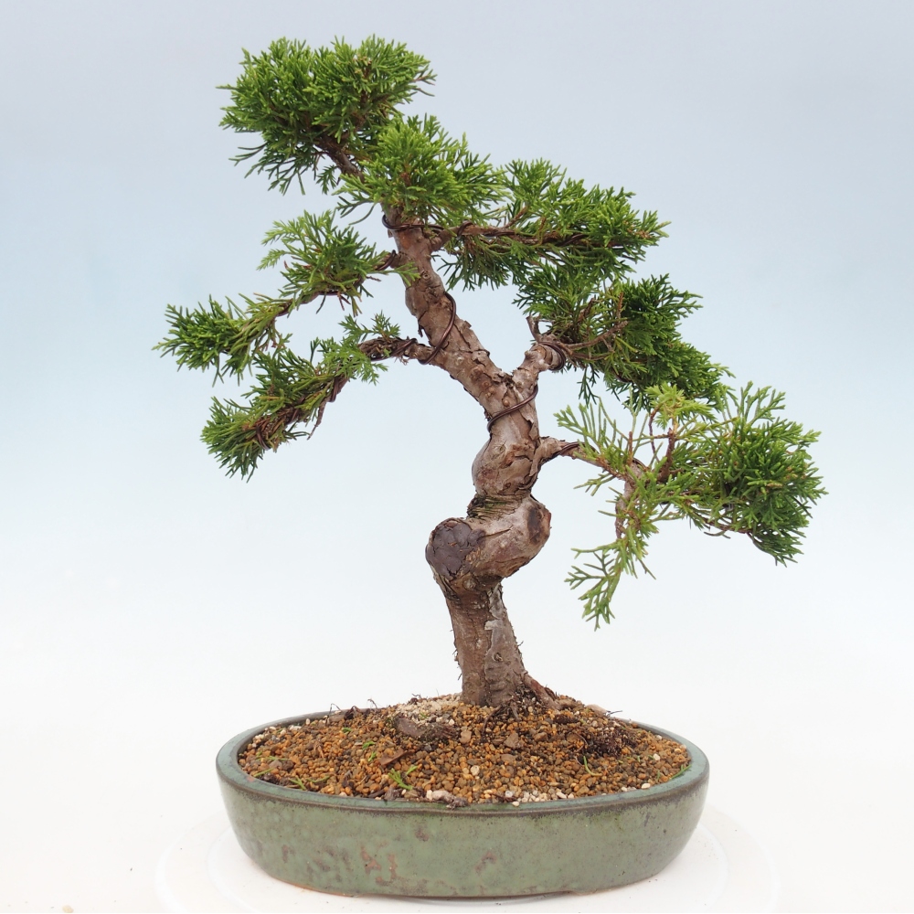 Venkovní bonsai - Juniperus chinensis Itoigawa -Jalovec čínský
