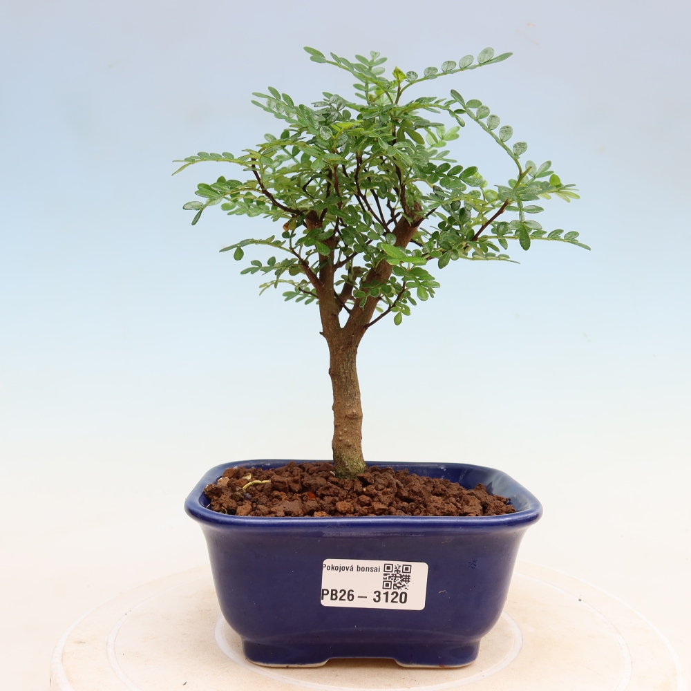 Pokojová bonsai - Zantoxylum piperitum - Pepřovník
