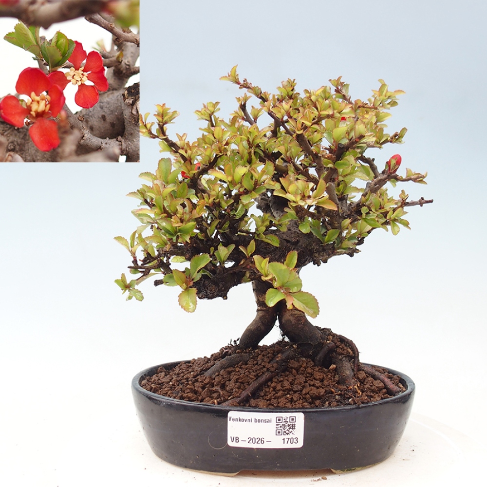 Venkovní  bonsai -  Chaneomeles speciosa - Kdoulovec ozdobný