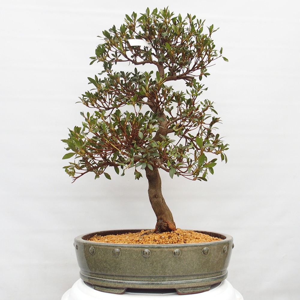 Venkovní bonsai - Japonská azalka - Azalea Chihiro