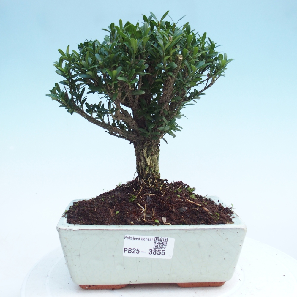 Pokojová bonsai - Buxus harlandii -korkový buxus
