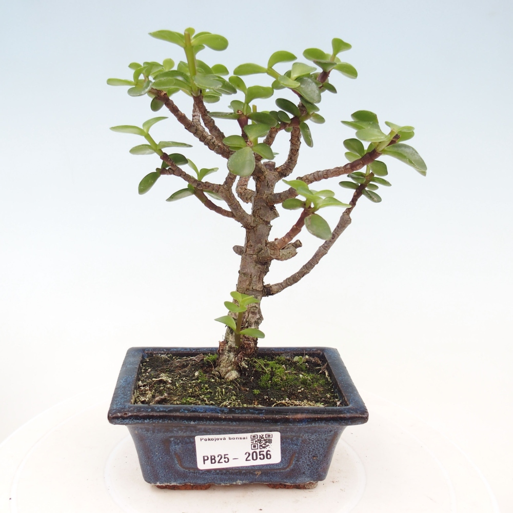 Pokojová bonsai - Portulakaria Afra - Tlustice
