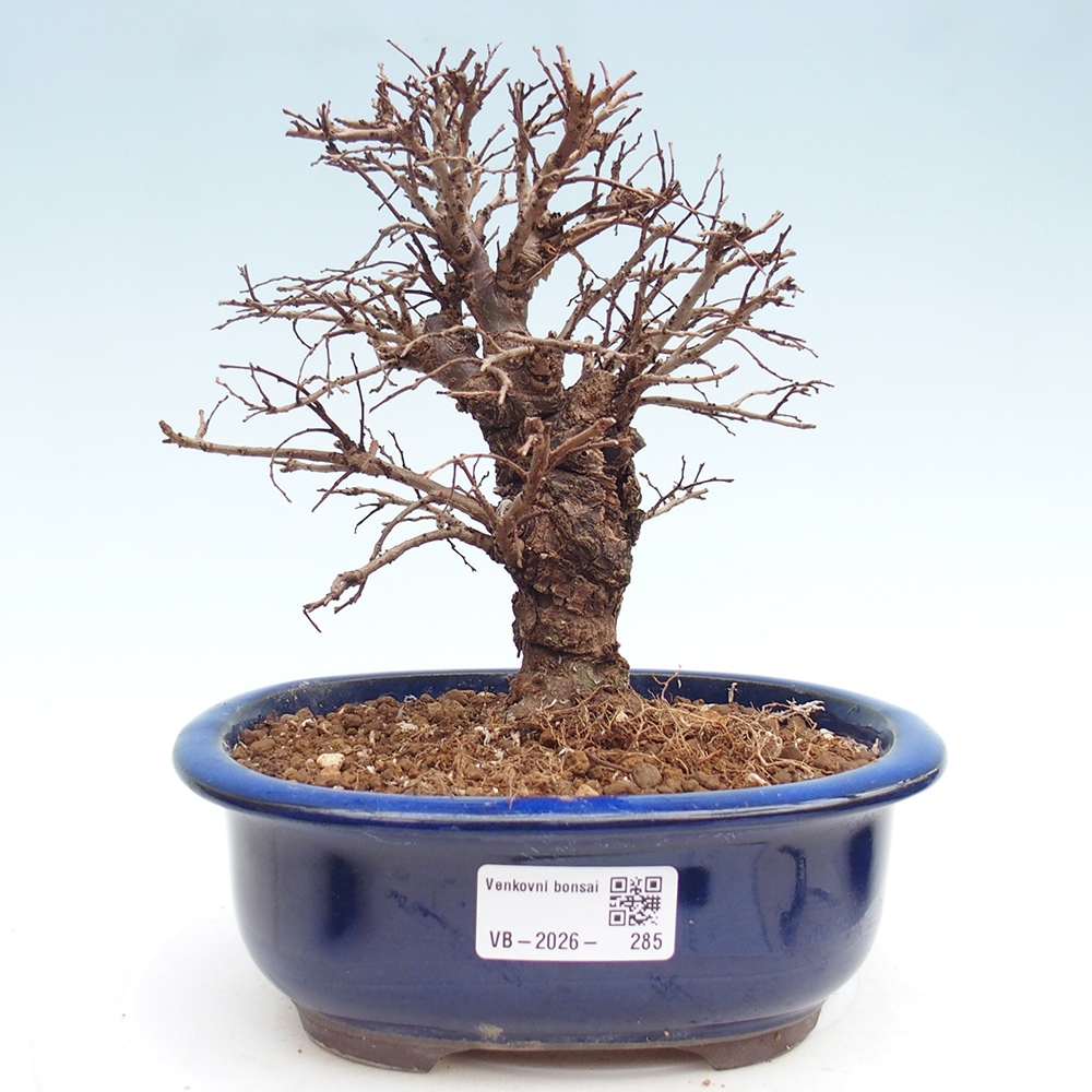 Venkovní bonsai - Zelkova - Zelkova NIRE