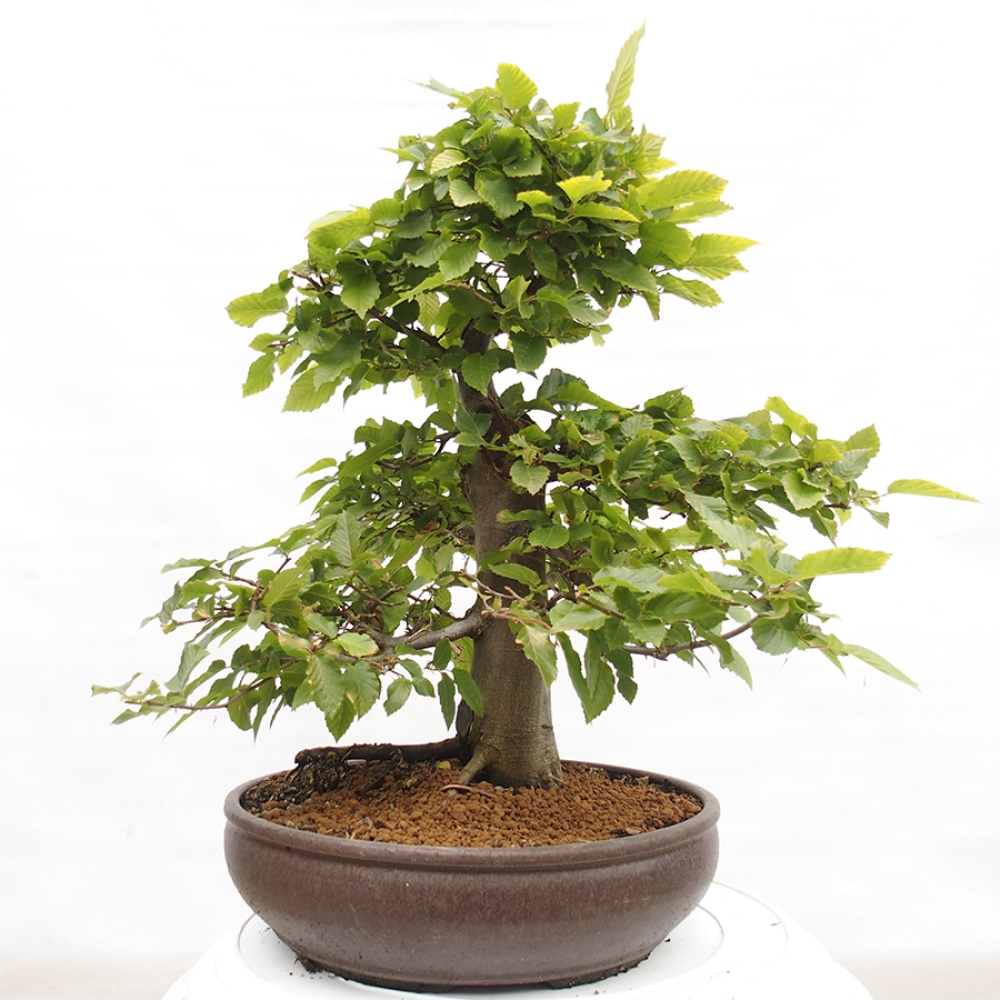 Venkovní bonsai - Habr obecný - Carpinus betulus