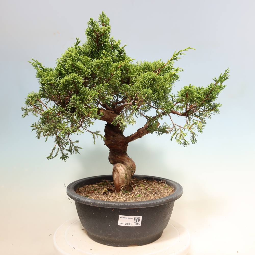 Venkovní bonsai - Juniperus chinensis Itoigawa-Jalovec čínský