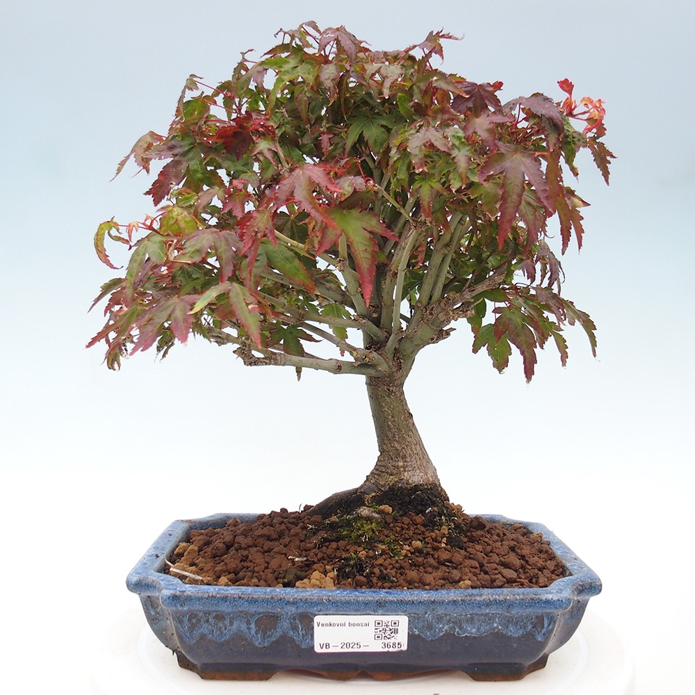 Acer palmatum KIOHIME - Javor dlanitolistý