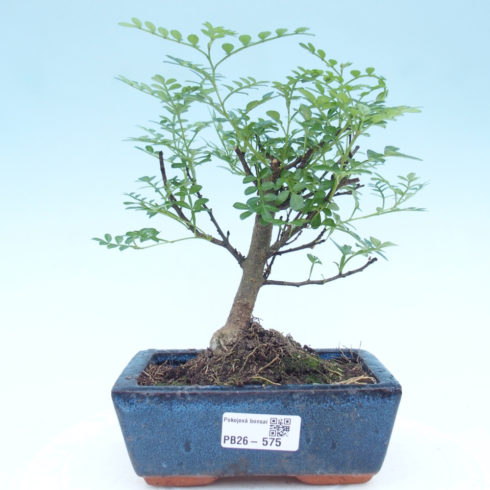 Pokojová bonsai - Zantoxylum piperitum - pepřovník