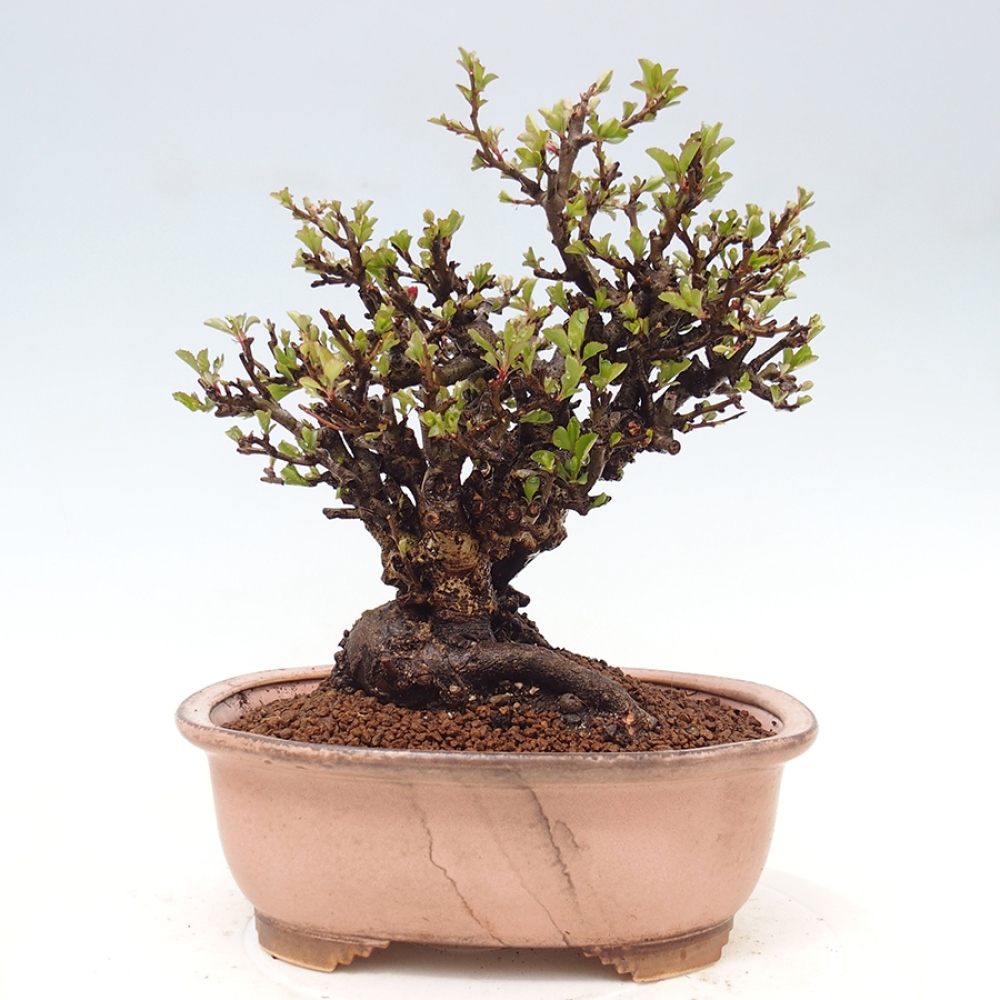 Venkovní  bonsai -  Chaneomeles speciosa - Kdoulovec ozdobný
