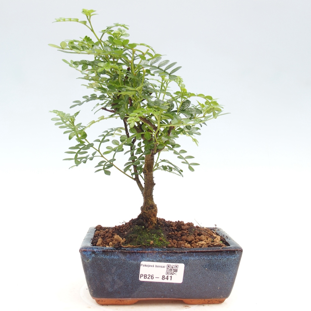 Pokojová bonsai - Zantoxylum piperitum - pepřovník