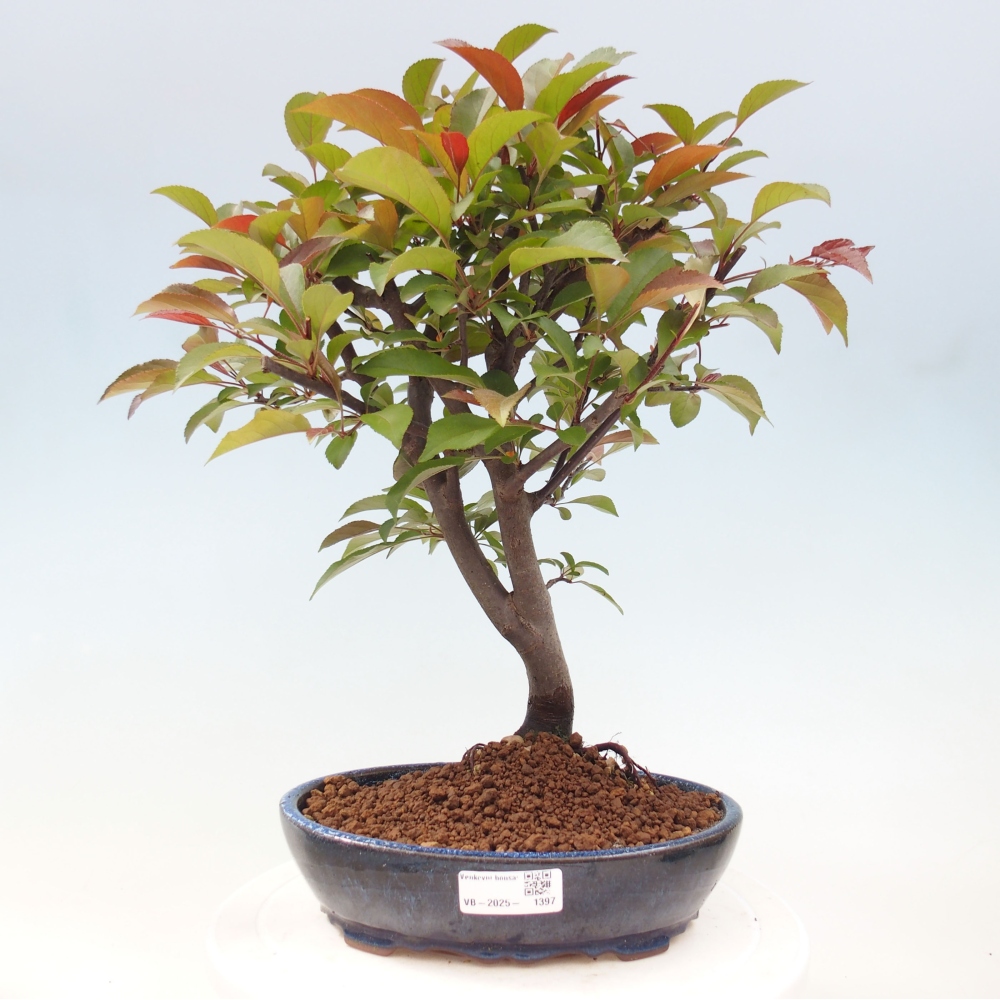 Venkovní bonsai -Malus domestica - Maloplodá jabloň červenolistá