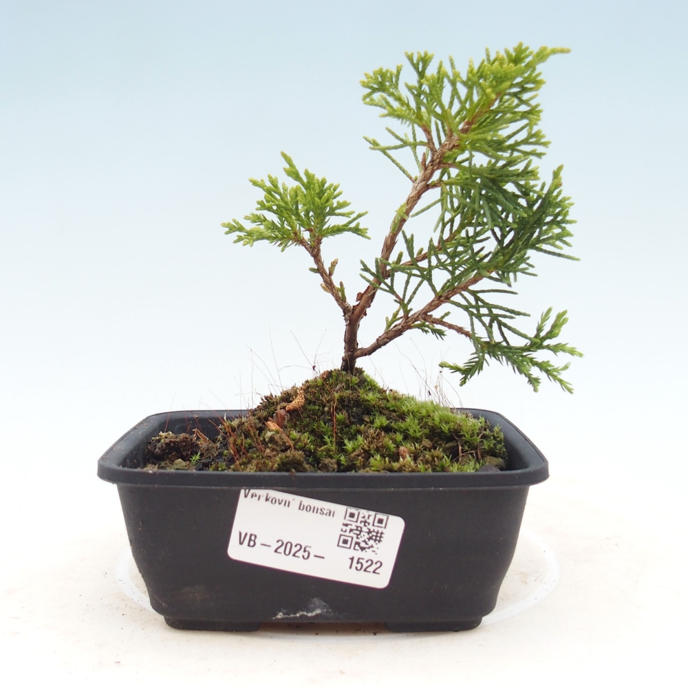 Venkovní bonsai - Juniperus chinensis Itoigawa -Jalovec čínský