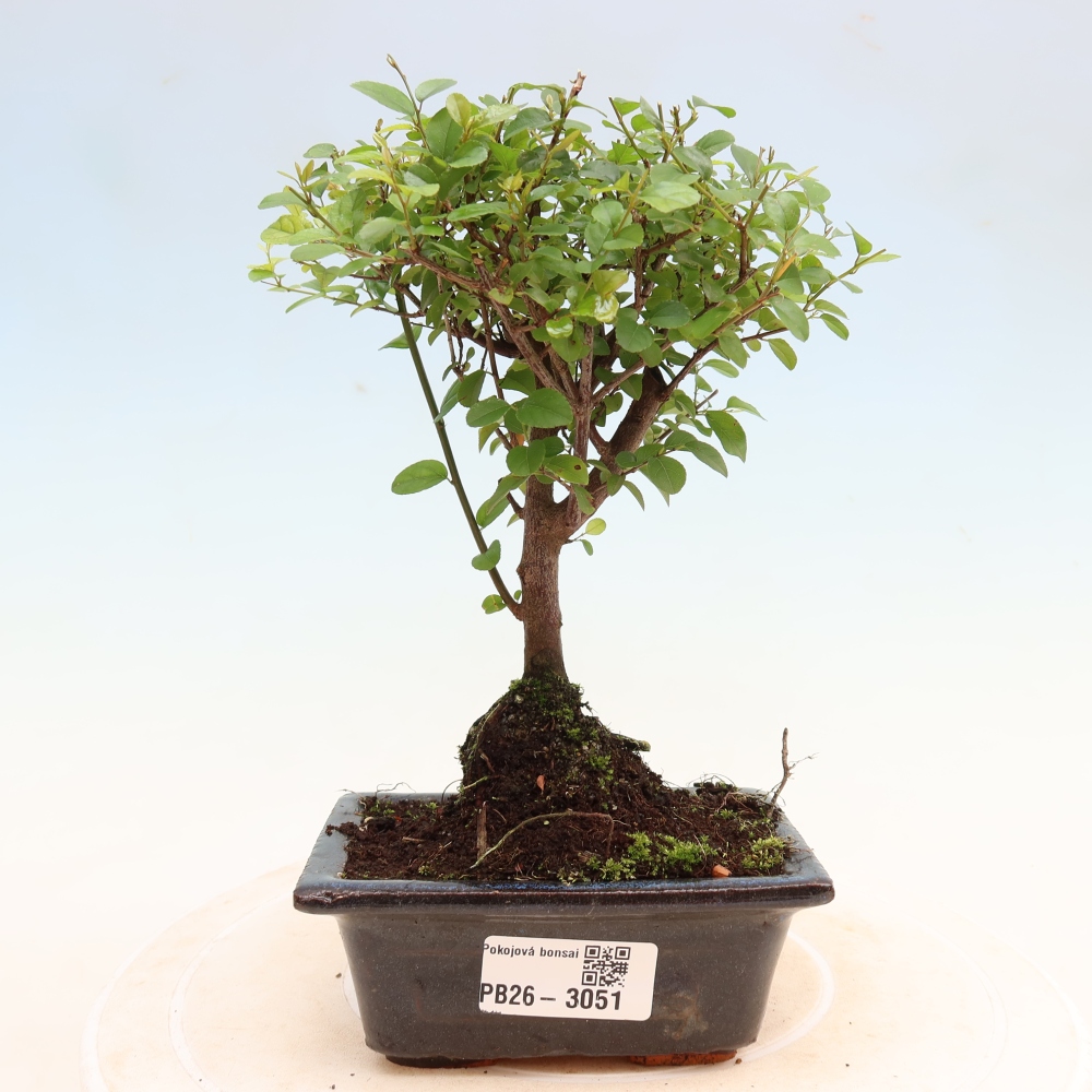 Pokojová bonsai - Sagerécie thea - Sagerécie thea